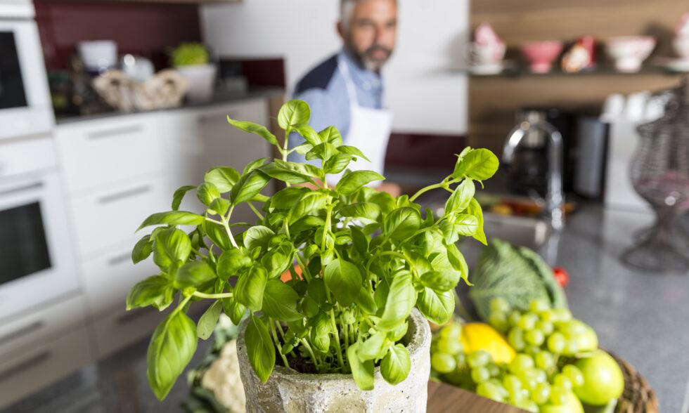 HUERTO EN COCINA